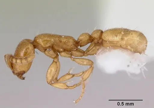 Neivamyrmex microps specimen CASENT0103464 image casent0103464_3