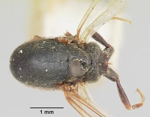 Neivamyrmex microps specimen CASENT0105788 image casent0105788_1