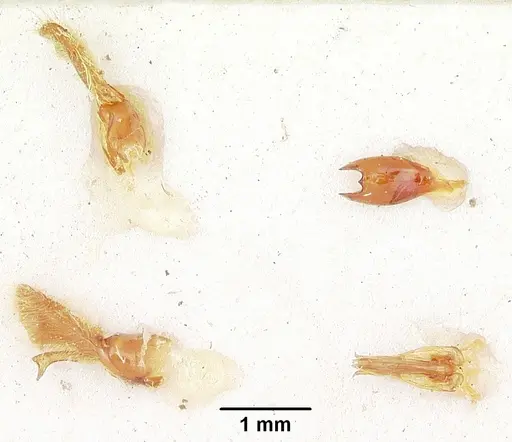 Neivamyrmex microps specimen CASENT0105788 image casent0105788_2