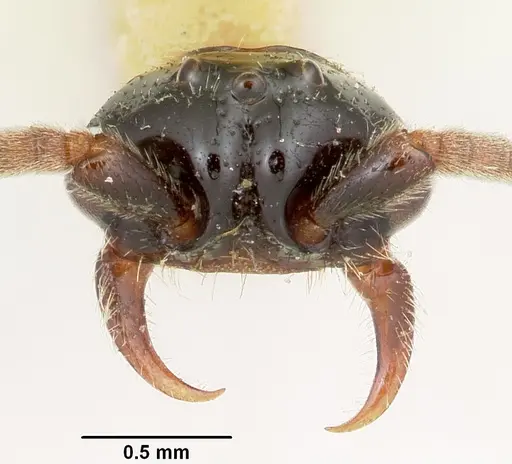 Neivamyrmex microps specimen CASENT0105788 image casent0105788_3