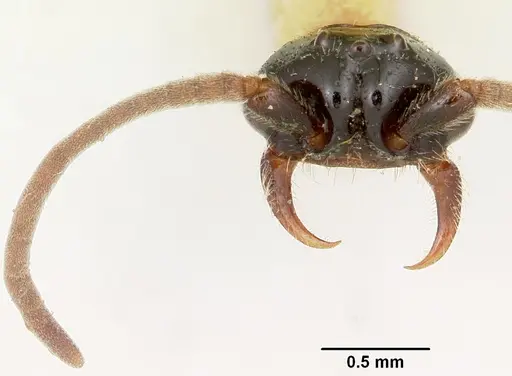 Neivamyrmex microps specimen CASENT0105788 image casent0105788_4