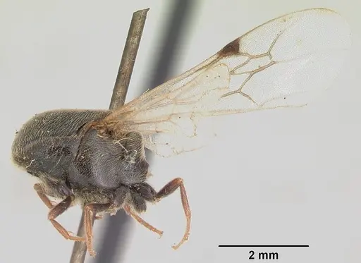 Neivamyrmex microps specimen CASENT0105788 image casent0105788_5
