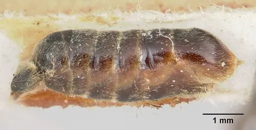 Neivamyrmex microps specimen CASENT0105788 image casent0105788_6
