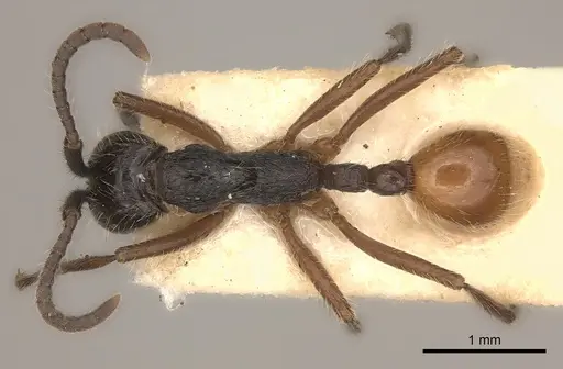 Neivamyrmex minensis specimen CASENT0217477 image casent0217477_1