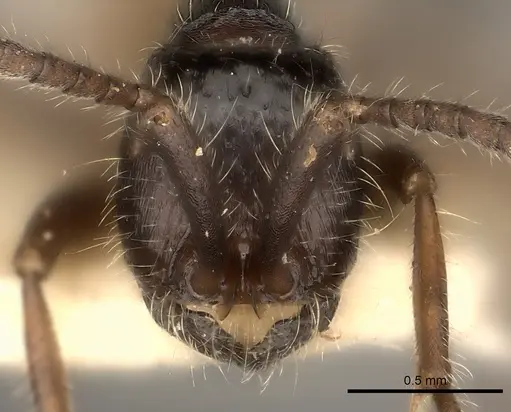 Neivamyrmex minensis specimen CASENT0217477 image casent0217477_2