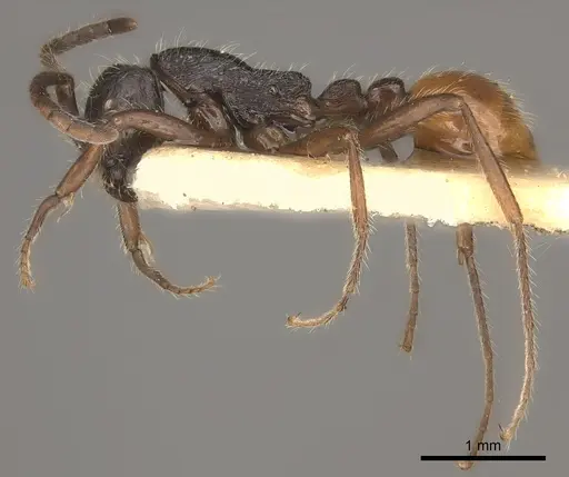 Neivamyrmex minensis specimen CASENT0217477 image casent0217477_3