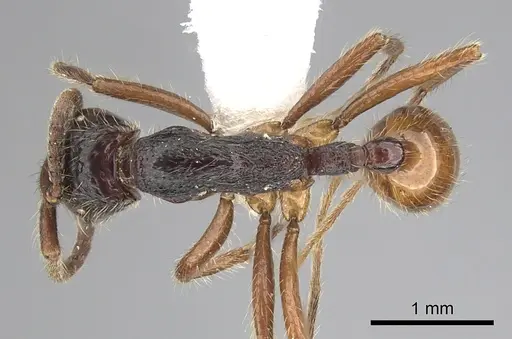 Neivamyrmex minensis specimen CASENT0249492 image casent0249492_1