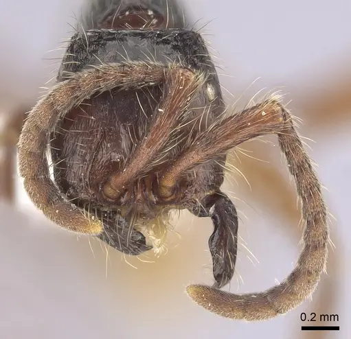 Neivamyrmex minensis specimen CASENT0249492 image casent0249492_2