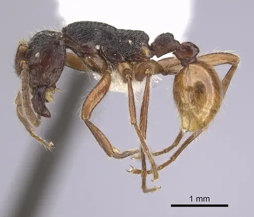 Neivamyrmex minensis specimen CASENT0249492 image casent0249492_3