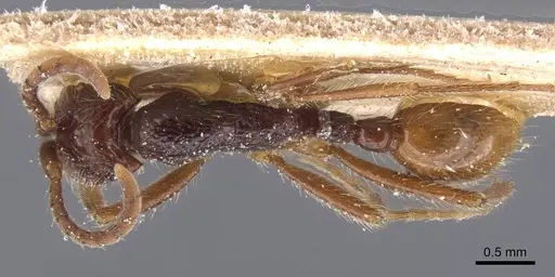 Neivamyrmex minensis specimen CASENT0911403 image casent0911403_1