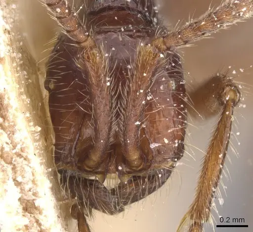 Neivamyrmex minensis specimen CASENT0911403 image casent0911403_2