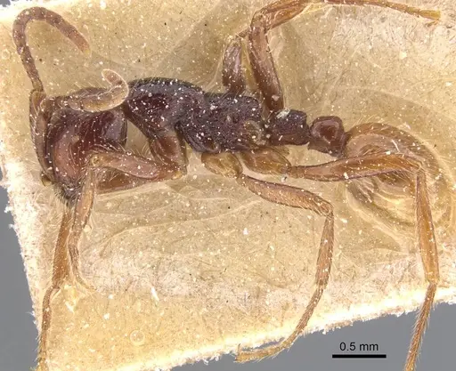 Neivamyrmex minensis specimen CASENT0911403 image casent0911403_3