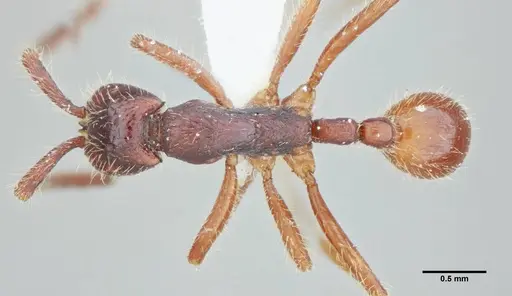 Neivamyrmex minensis specimen UFV-LABECOL-003520 image ufv-labecol-003520_1