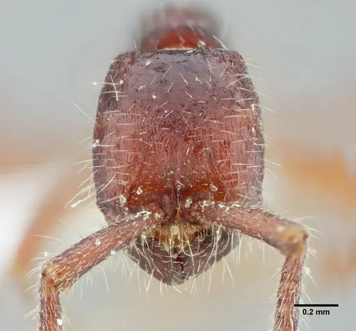 Neivamyrmex minensis specimen UFV-LABECOL-003520 image ufv-labecol-003520_2