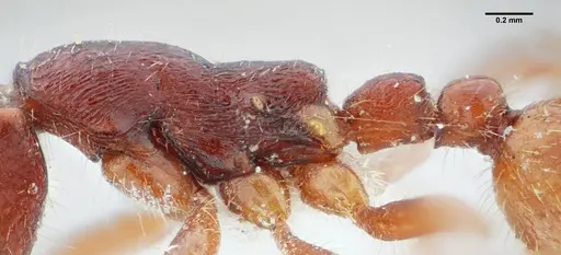 Neivamyrmex minensis specimen UFV-LABECOL-003520 image ufv-labecol-003520_4