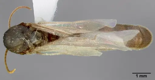 Neivamyrmex minor specimen CASENT0005331 image casent0005331_1