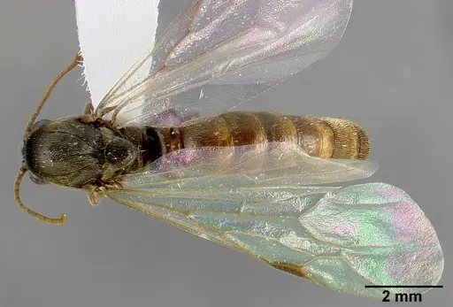 Neivamyrmex minor specimen CASENT0005331 image casent0005331_2