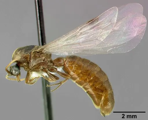 Neivamyrmex minor specimen CASENT0005331 image casent0005331_5