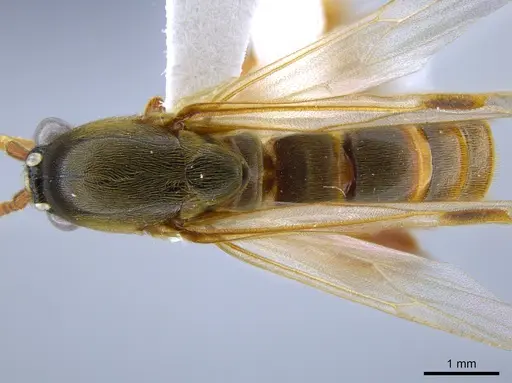 Neivamyrmex minor specimen CASENT0637420 image casent0637420_1