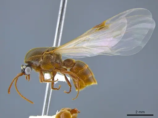 Neivamyrmex minor specimen CASENT0637420 image casent0637420_3