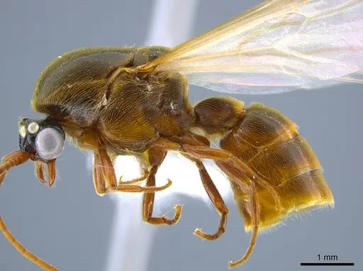 Neivamyrmex minor specimen CASENT0637420 image casent0637420_4