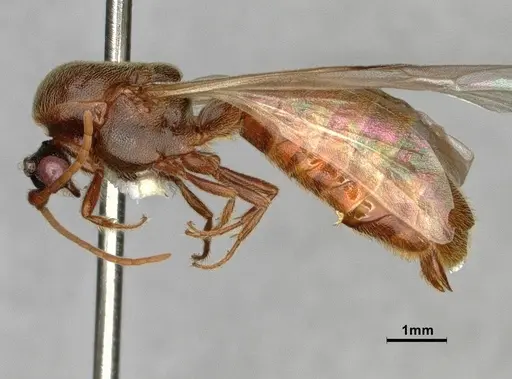 Neivamyrmex minor specimen CASENT0883148 image casent0883148_4