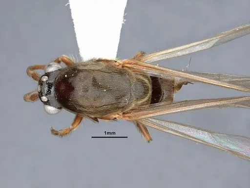 Neivamyrmex minor specimen CASENT0884271 image casent0884271_1