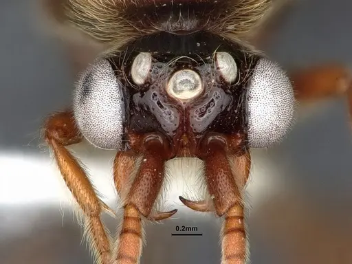 Neivamyrmex minor specimen CASENT0884271 image casent0884271_3