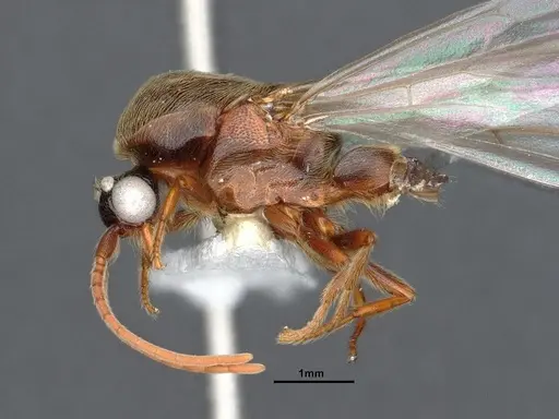 Neivamyrmex minor specimen CASENT0884271 image casent0884271_4