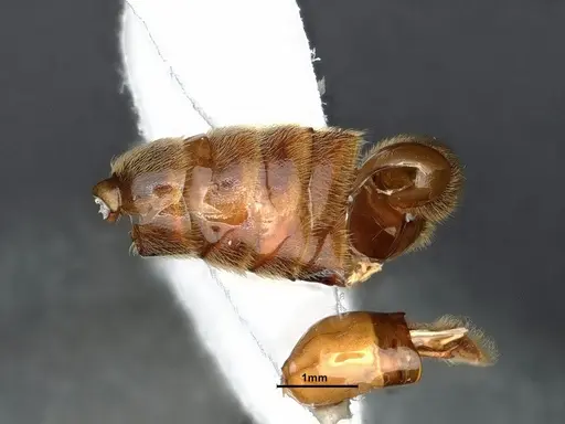 Neivamyrmex minor specimen CASENT0884271 image casent0884271_5