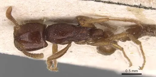 Neivamyrmex modestus specimen CASENT0905727 image casent0905727_1