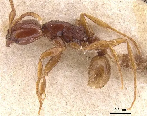 Neivamyrmex modestus specimen CASENT0905727 image casent0905727_3