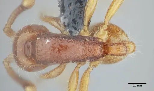 Neivamyrmex modestus specimen UFV-LABECOL-003496 image ufv-labecol-003496_1