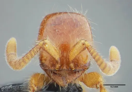 Neivamyrmex modestus specimen UFV-LABECOL-003496 image ufv-labecol-003496_2