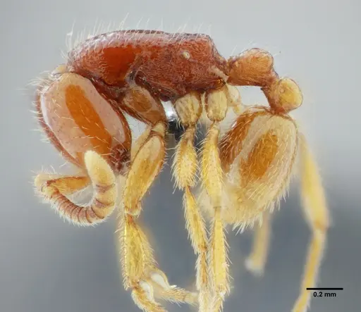 Neivamyrmex modestus specimen UFV-LABECOL-003496 image ufv-labecol-003496_3