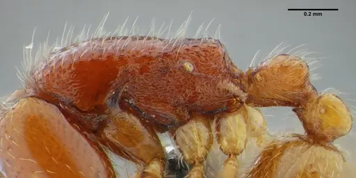 Neivamyrmex modestus specimen UFV-LABECOL-003496 image ufv-labecol-003496_4