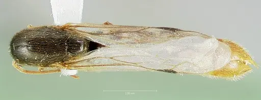 Neivamyrmex mojave specimen CASENT0005928 image casent0005928_1