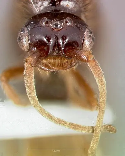 Neivamyrmex mojave specimen CASENT0005928 image casent0005928_2