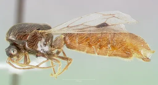 Neivamyrmex mojave specimen CASENT0005928 image casent0005928_3
