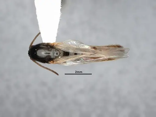 Neivamyrmex mojave specimen CASENT4031339 image casent4031339_1