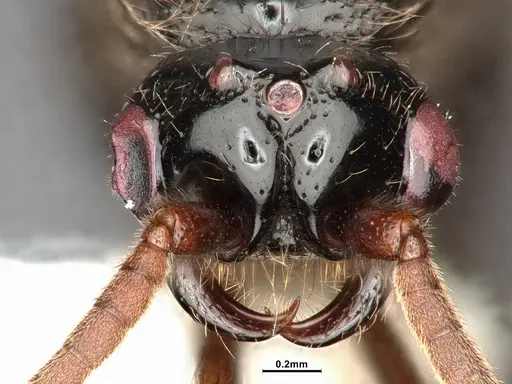 Neivamyrmex mojave specimen CASENT4031339 image casent4031339_2