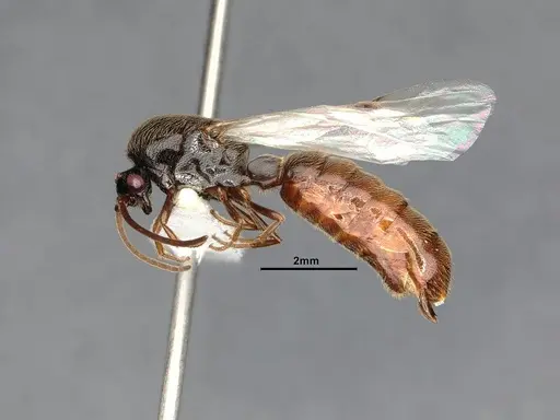 Neivamyrmex mojave specimen CASENT4031339 image casent4031339_3