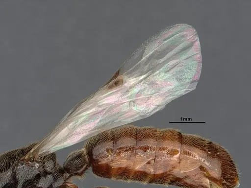 Neivamyrmex mojave specimen CASENT4031339 image casent4031339_4