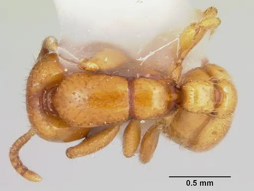 Neivamyrmex moseri specimen CASENT0103135 image casent0103135_1