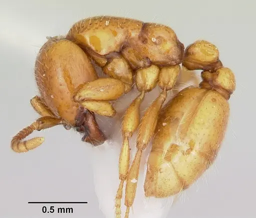 Neivamyrmex moseri specimen CASENT0103135 image casent0103135_3
