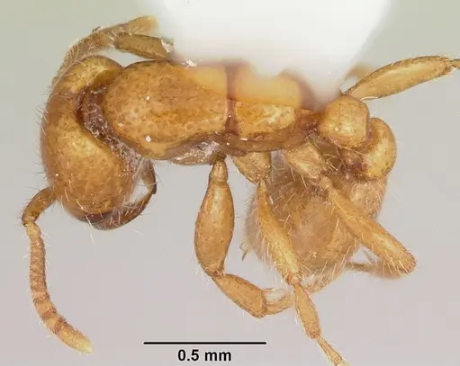 Neivamyrmex moseri specimen CASENT0104890 image casent0104890_1