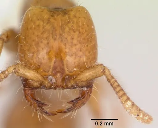 Neivamyrmex moseri specimen CASENT0104890 image casent0104890_2