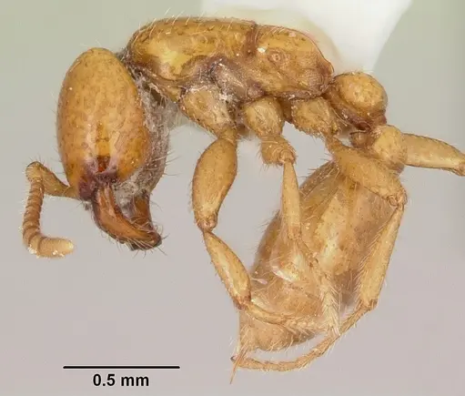Neivamyrmex moseri specimen CASENT0104890 image casent0104890_3
