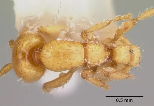 Neivamyrmex moseri specimen CASENT0104929 image casent0104929_1