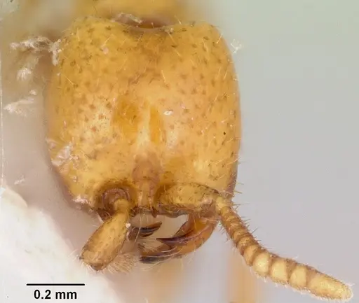 Neivamyrmex moseri specimen CASENT0104929 image casent0104929_2
